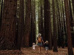 The coast redwood is a cousin of the giant sequoia trees found in sequoia national park. Californian Redwood Forest Attraction Yarra Valley Dandenong Ranges Victoria Australia
