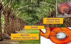 We did not find results for: Anim Agro Technology Minyak Sawit Malaysia Besar Sumbangan