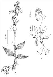 Image result for Zeuxine