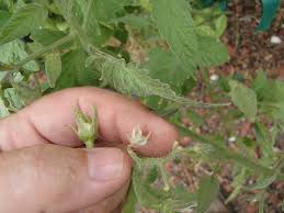 It generally offers one type of food (a kind of bread with cheese and tomato sauce) which you then choose what ingredients to add on top of it. Xtremehorticulture Of The Desert Tomato Plants With No Fruit What S Happening