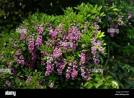 Image result for Millettia