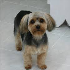 Pin On Yorkie Cuts