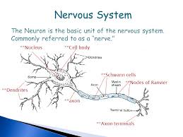The preganglionic neuron must first creat a synapse to a postganglionic neuron before innervating the target organ. Nervous System The Neuron Is The Basic Unit Of The Nervous System Commonly Referred To As A Nerve Nucleus Cell Body Schwann Cells Nodes Of Ppt Video Online Download