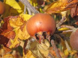 Maybe you would like to learn more about one of these? Medlar The Best Fruit You Ve Never Heard Of Root Simple