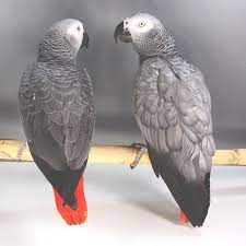 African Queen Aviaries African Grey Parrot African Grey Congo African Grey