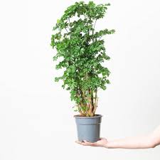 Image result for Polyscias kivuensis