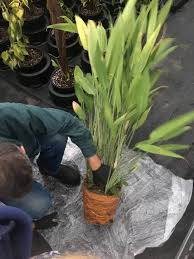 Image result for Dracaena aubryana