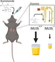 Contribution Of Monocarboxylate Transporter 6 To The Pharmacokinetics And Pharmacodynamics Of Bumetanide In Mice Drug Metabolism Disposition Various formats from 240p to 720p hd (or even 1080p). drug metabolism