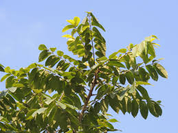 Image result for Centrolobium robustum