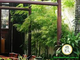 Thai Silk Bamboo Bambusa Nana A Beautiful Erect Hedging And Screening Bamboo To 8m Its Foliage Is Soft And Fern Like And T Bamboo Silk Trees To Plant Bamboo