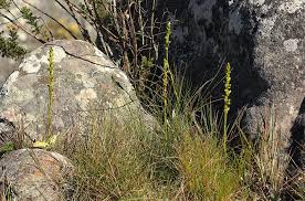 Image result for Satyrium chlorocorys