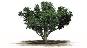 Find images of hawthorne tree. Common Hawthorn Tree With White Blossoms Stock Illustration Illustration Of Natural Blossom 122410483