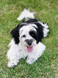 Ask questions and learn about havaneses at nextdaypets.com. 30 Havana Silk Obsession Ideas Havanese Bichon Dogs