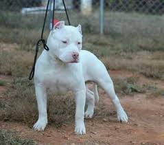 Maybe you would like to learn more about one of these? Solid White Pitbull Terrier Pitbull Puppies American Pitbull Terrier