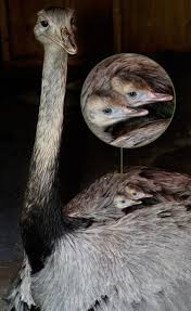 Kiwi Emu Birds That Cannot Fly Zooborns Pet Birds Male Bird Ostriches