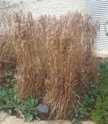 Image result for Andropogon chinensis