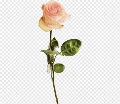 Gesundes freundliches grün und reichlich gesetzte blütenakzentebringen schon viel für die gestaltung. Garten Rosen Strand Rose Rosa Blutenknospe Rosa Rosen Strand Stieg Blaue Rose Knospe Png Pngwing
