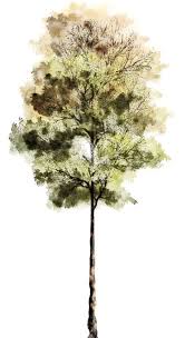 Tree Photoshop Watercolor Trees Tree Textures Architecture Graphics Landscapes Watercolor Tree Ph Architectural Trees Tree Photoshop Watercolor Trees