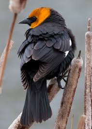 نتیجه جستجوی لغت [headed] در گوگل