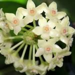 Image result for Polystachya melanantha