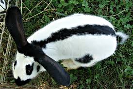 Black And White Spotted Rabbit Breeds Checkered Giant Rabbit Black And White Rabbit Rabbit Breeds Giant Rabbit