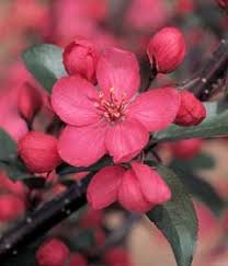 Royal raindrops crabapple dwarf trees for landscaping flowering. Royal Raindrops Crabapple Bark And Garden Center