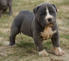 Our puppy pitbulls are nothing this breeding will produce lilac pitbull puppies or champagne pitbull puppies. Pitbull Dog Pitbull Dog Price In Delhi