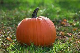 The number of hours of daylight and darkness is equal. Are These Pumpkin Spice Products Real Or Fake