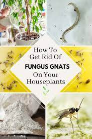 Pin On Garden Indoors Over Wintering Plants Bulbs