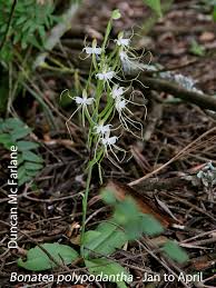 Image result for Platycoryne