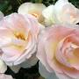 Profile Picture of Prins Alexander | Lens Roses (@lens-roses.com) on Google