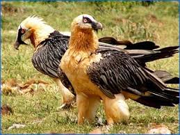 Discover more posts about lammergier. Lammergier Google Zoeken Bald Eagle Animals Raptors