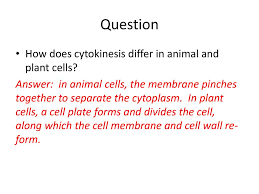 The main difference between cytokinesis in animal cells and cytokinesis in plant cells is how the division occurs. Mitosis And Cytokinesis Ppt Download