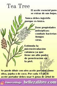 Remedio Natural Arbol De Te Tea Tree En 2020 Aceite Arbol De Te Aceite De Arbol De Te Remedios Naturales