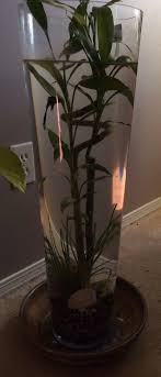 Beta Fish Frogs Small Fish And Bamboo Inside A Large Vase The Vase Is Placed On A Colourful Plate For Good Looks And Fish Tank Plants Fish Vase Fish Plants