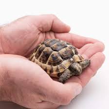 Mediterranean Spur Thighed Tortoise Testudo Graeca Uk Delivery