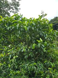 Image result for Tabernaemontana ventricosa