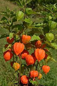Die orangen kugeln haben eine glatte oberfläche und sind ca. Lampionblume Wikipedia