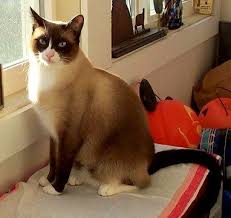 snowshoe cat x and people need to realize that what makes a cat a snowshoe is the white paws and the inverted white snowshoe cat pet breeds snowshoe kittens