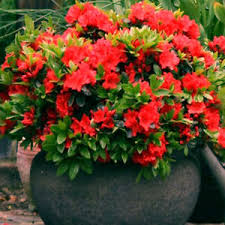 The height and spread of this hosta is 50cm, making it an ideal compact plant for all locations. 1 X Red Azalea Japanese Evergreen Shrub Hardy Garden Plant In Pot 5060584311836 Ebay