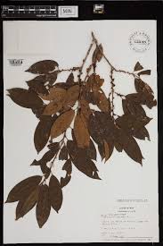 Image result for Erythroxylum zambesiacum