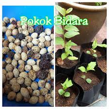 Pokok Bidara Arab Sidr Kemas Kini Gambar Pokok Bidara Arab Sidr Facebook
