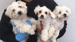 Maybe you would like to learn more about one of these? Port Of Dover Puppies Drenched In Oil Rescued From Van Bbc News