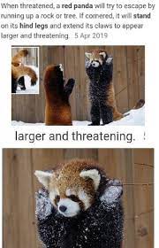 Pin On Animals