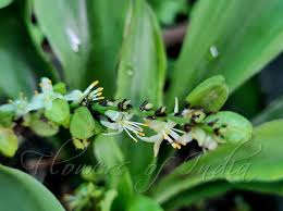 Image result for Chlorophytum filipendulum