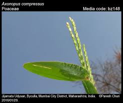 Image result for Axonopus