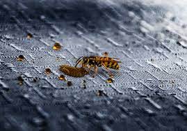 Imitate a wasp nest wasps are very territorial creatures and will usually not nest near another wasp nest in proximity. Wasp Control F1 Pest Control Brackley
