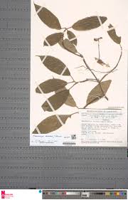 Image result for Maesobotrya