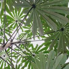 Image result for Rhodopentas bussei