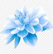 Find & download free graphic resources for flower png. Collection Of Free Flower Transpa Blue On Ubisafe Light Blue Flower Png Image With Transparent Background Toppng